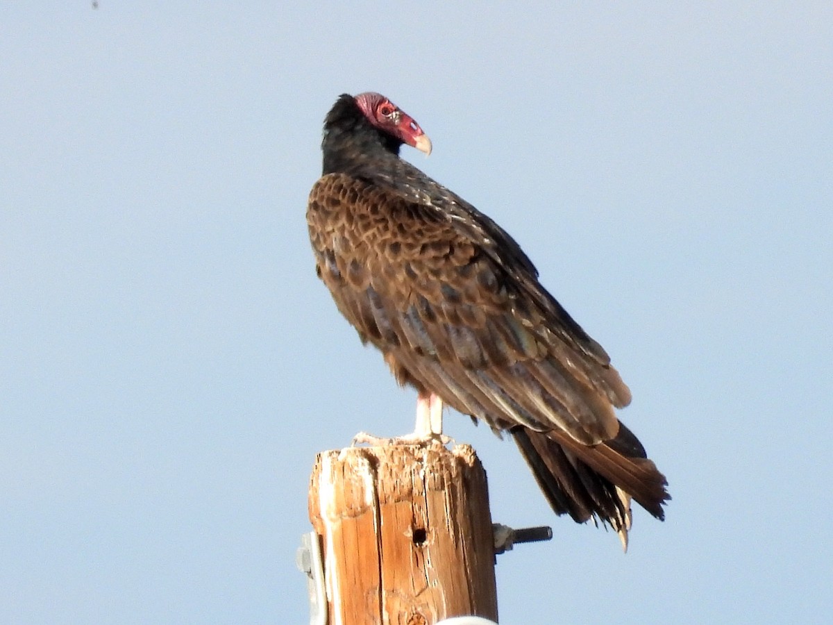 Turkey Vulture - Ted Hogg