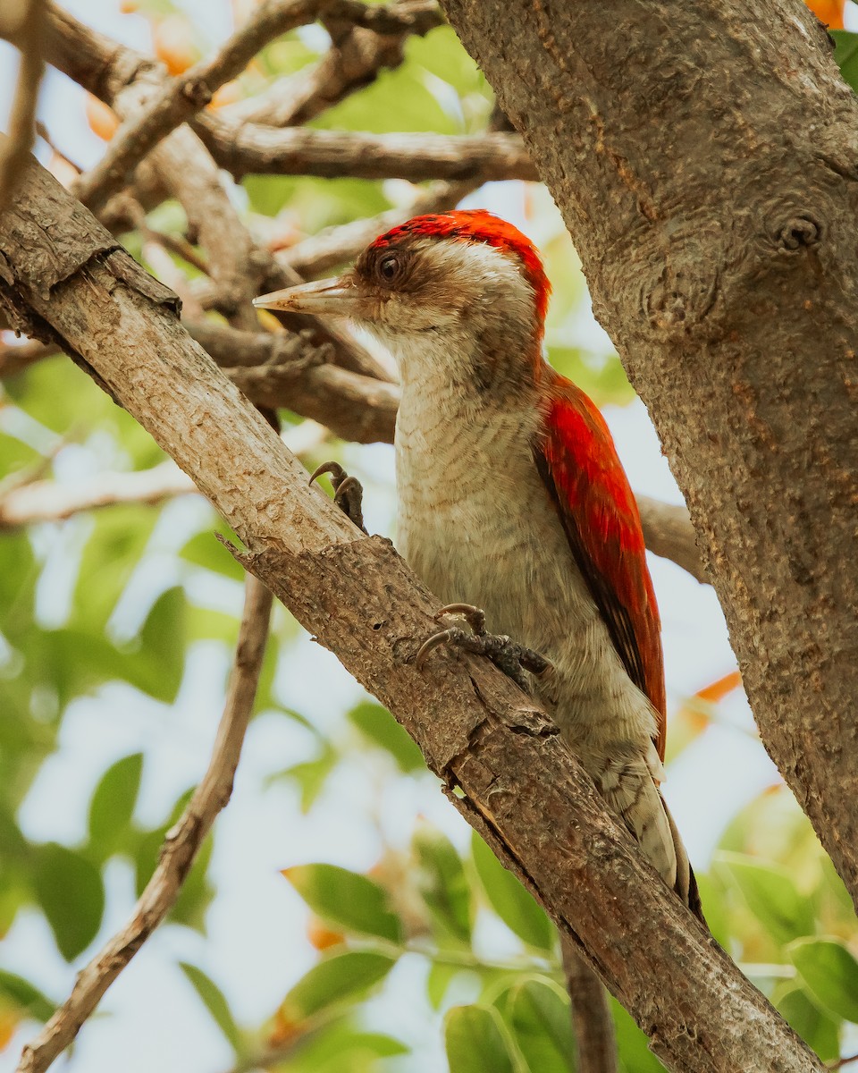 Scarlet-backed Woodpecker - Alexander Hugo Alvia Vilchez