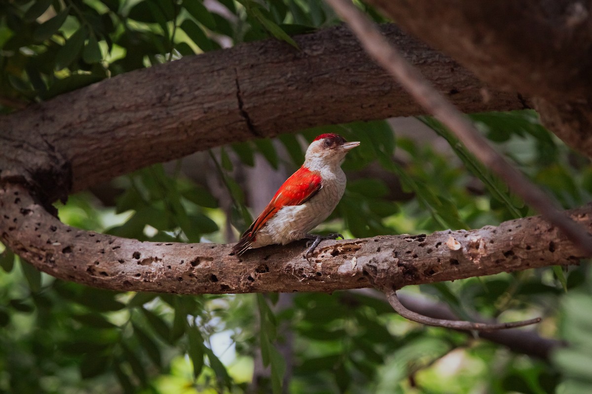 Scarlet-backed Woodpecker - ML618059279