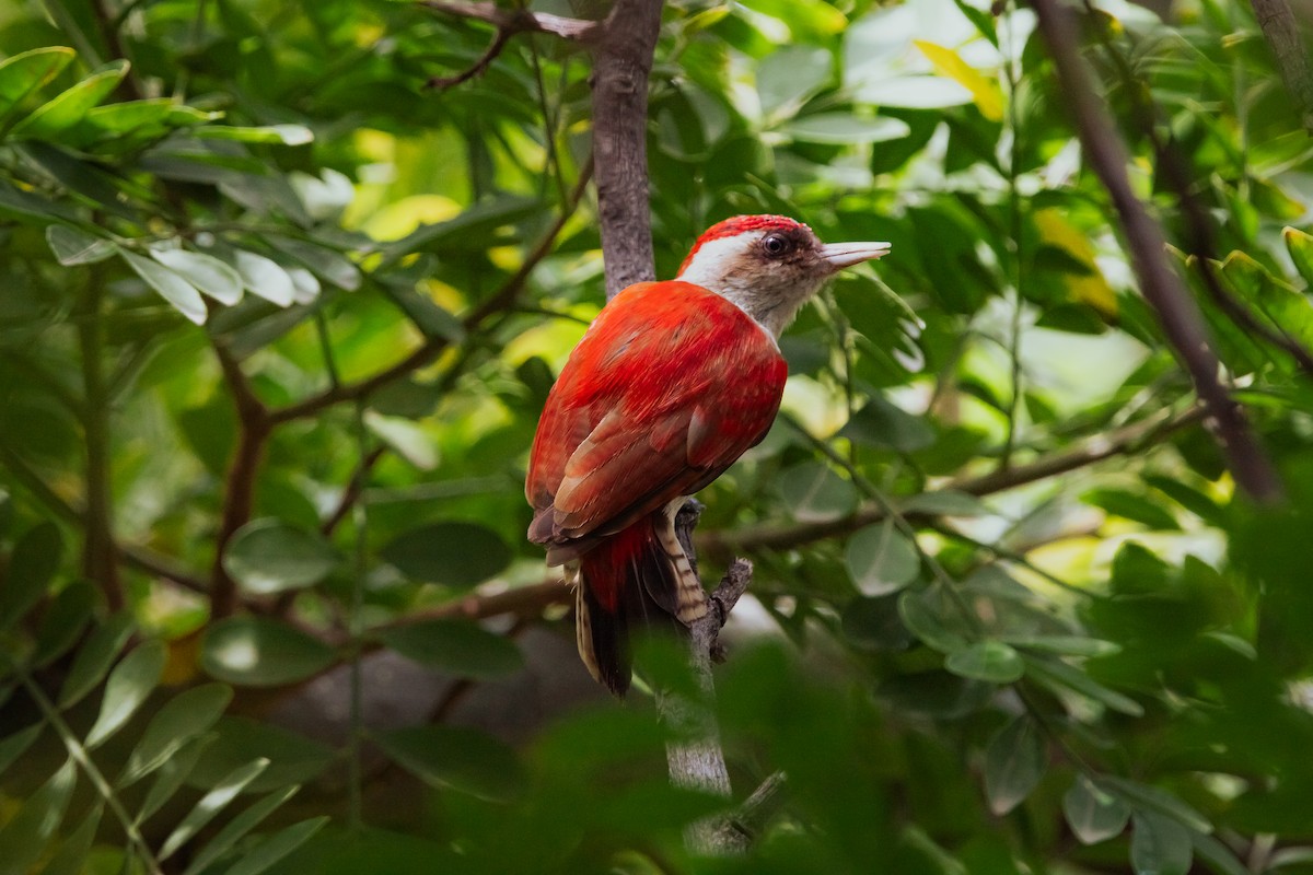 Scarlet-backed Woodpecker - ML618059280