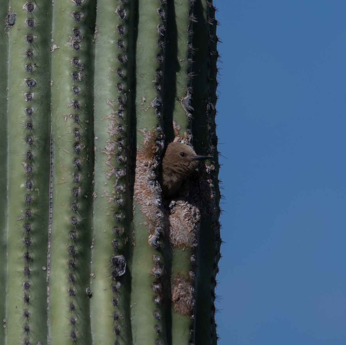 Pic des saguaros - ML618059325