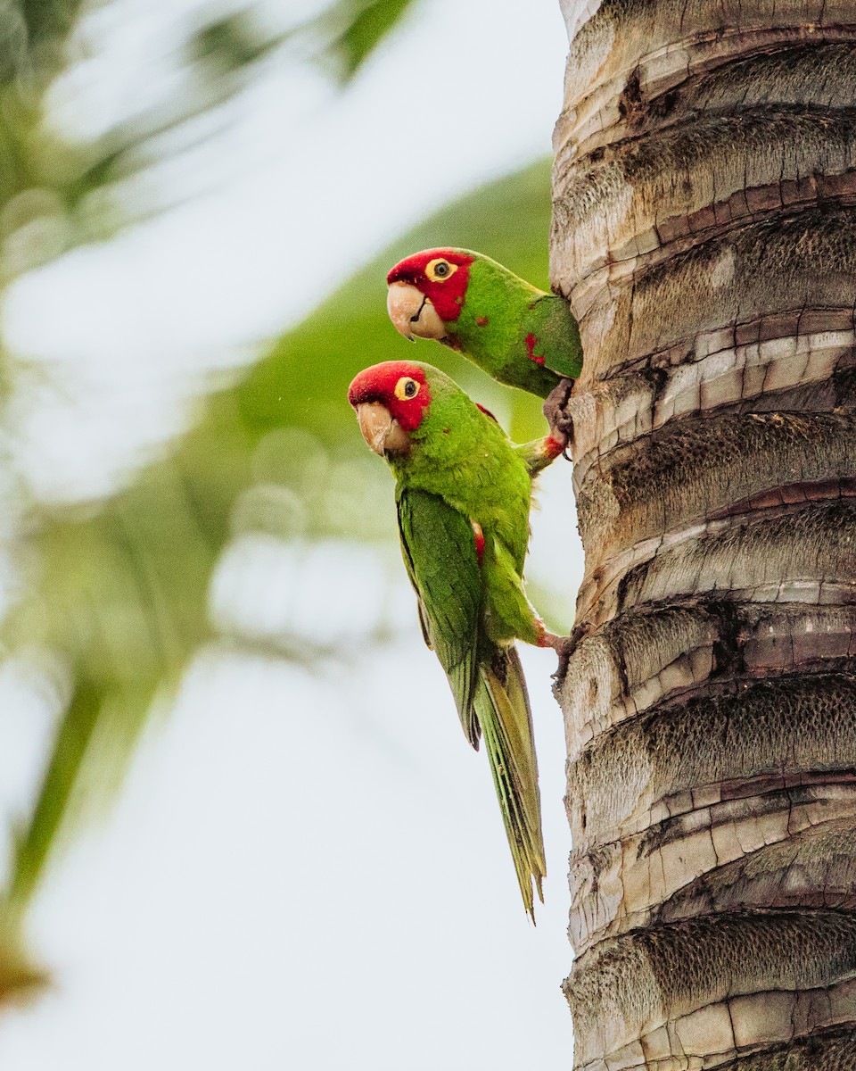 Guayaquil Papağanı - ML618059329