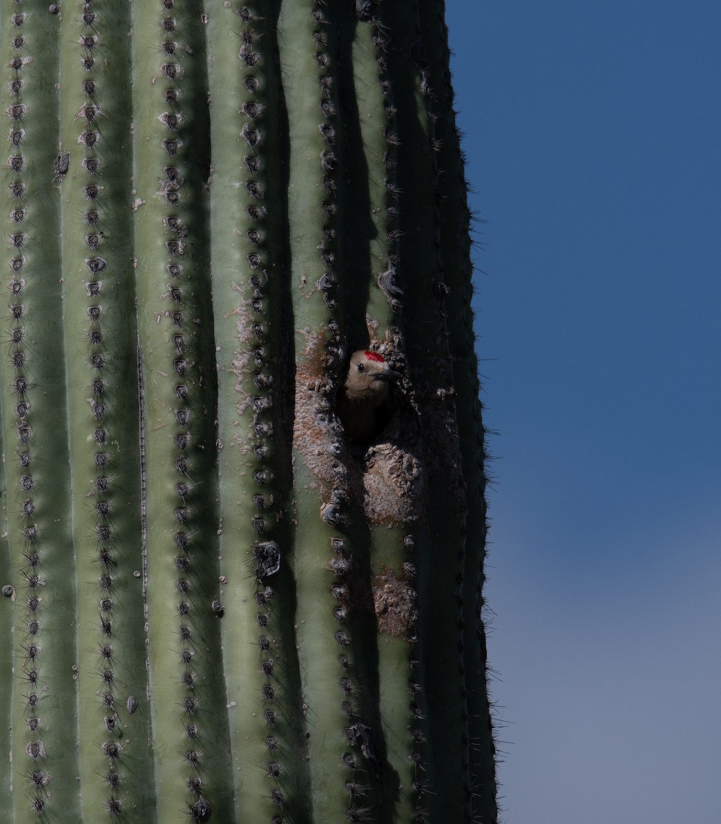 Pic des saguaros - ML618059331