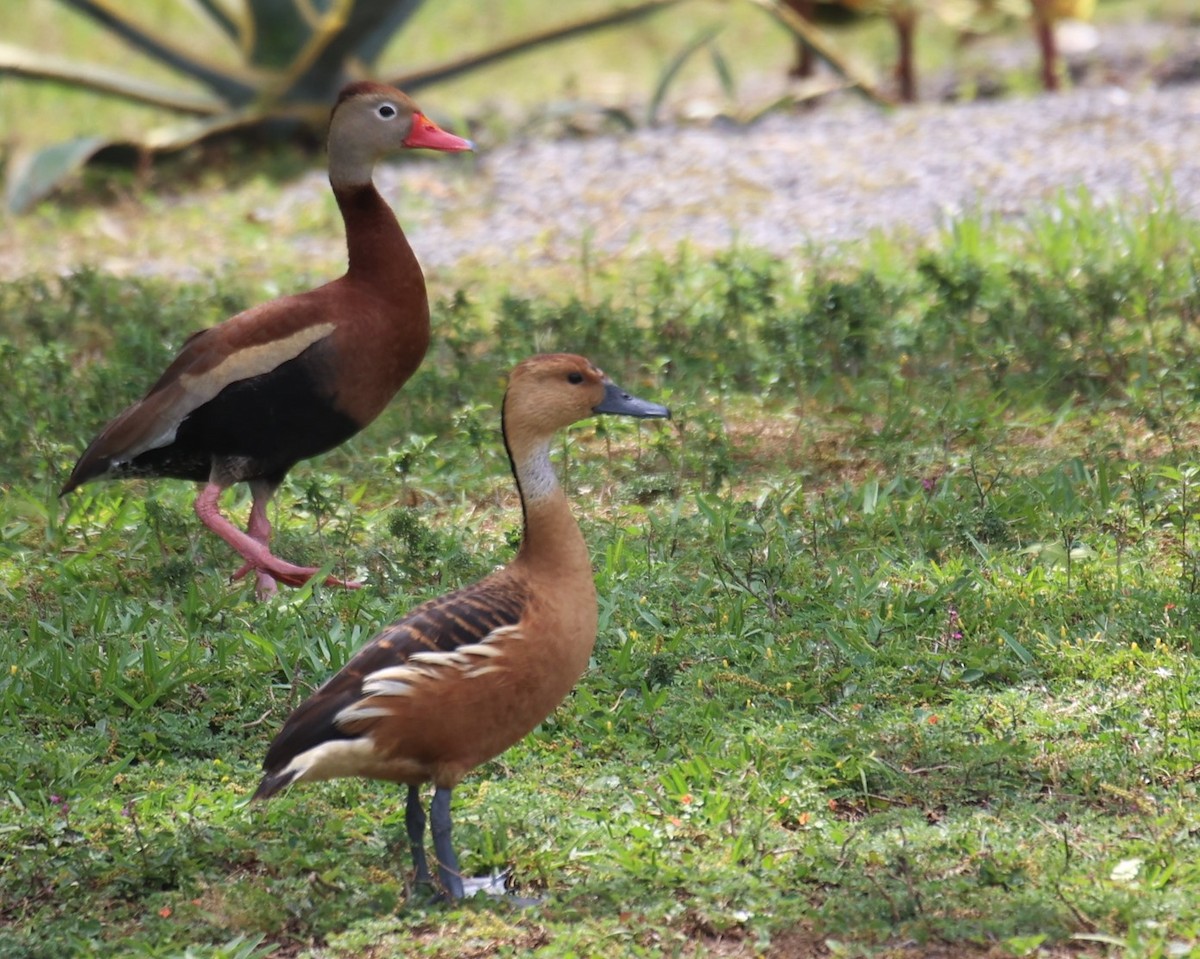 Fulvous Whistling-Duck - Lawrence Gardella