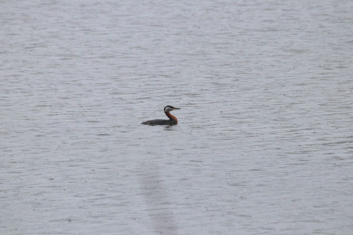 Red-necked Grebe - ML618059335