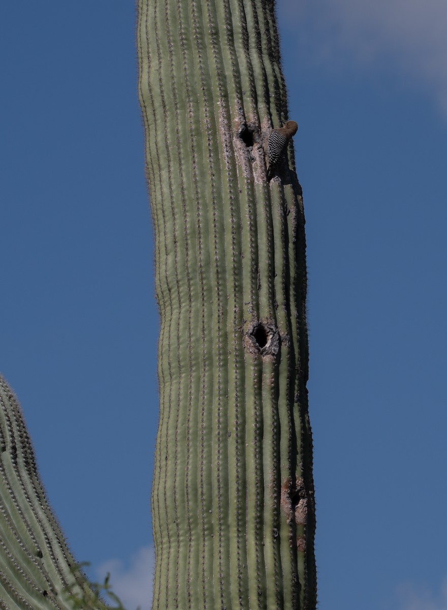 Pic des saguaros - ML618059337