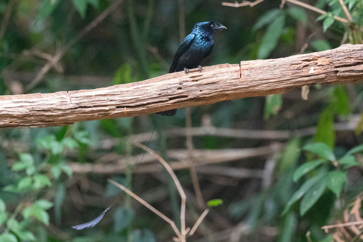 Lesser Racket-tailed Drongo - Xiaoni Xu