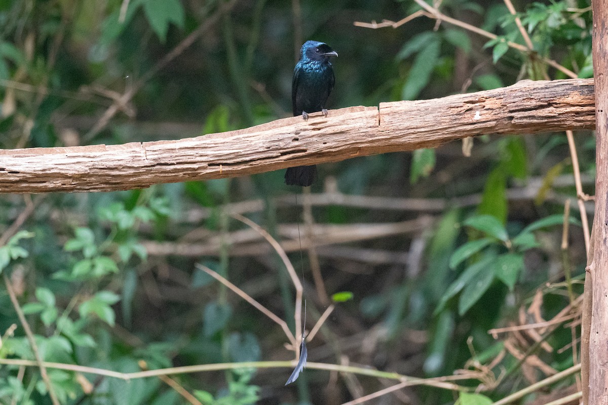 Lesser Racket-tailed Drongo - ML618059343