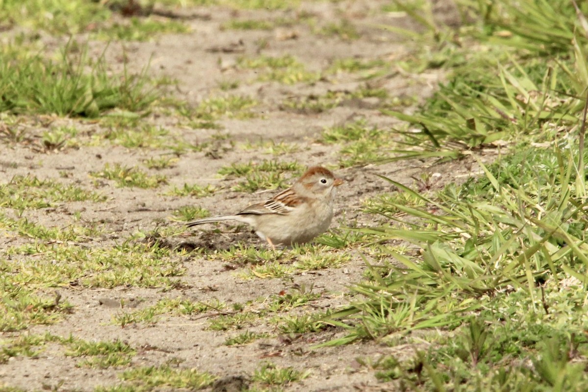 Field Sparrow - ML618059346