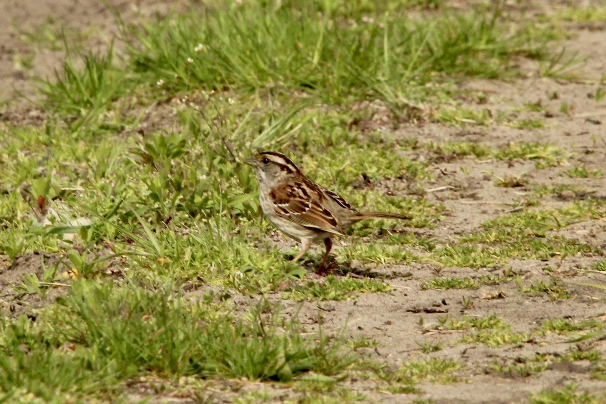 White-throated Sparrow - ML618059355