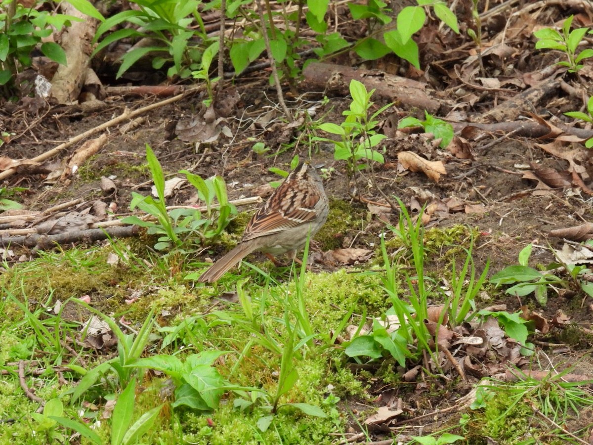 White-throated Sparrow - Bruce Moorman