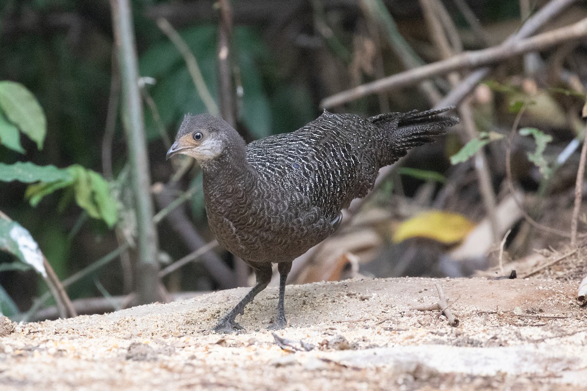 Gray Peacock-Pheasant - ML618059374