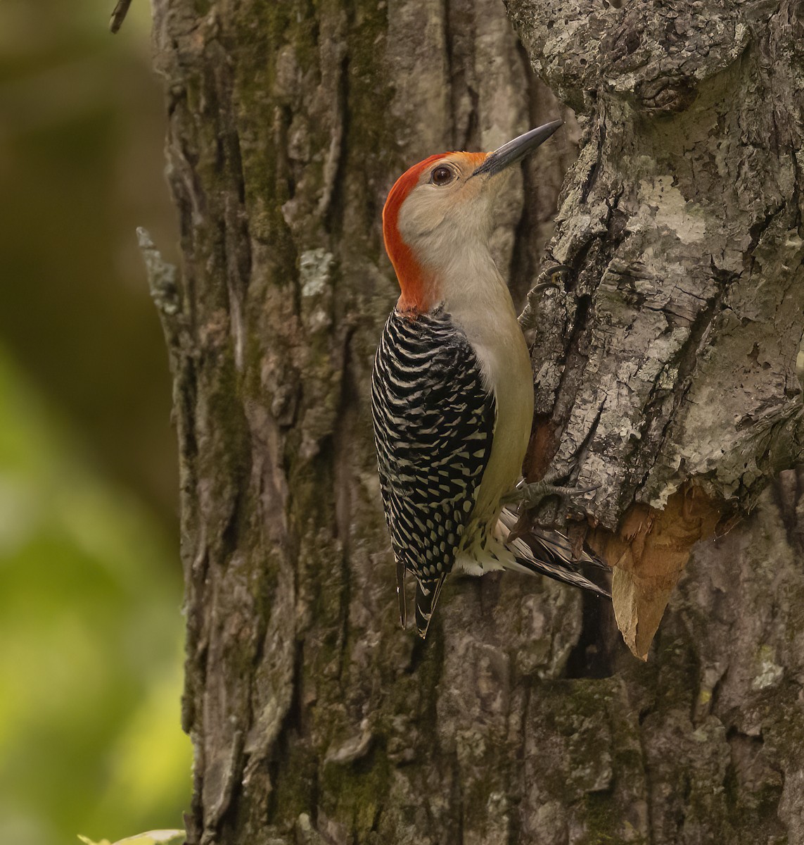 Red-bellied Woodpecker - Iris Kilpatrick