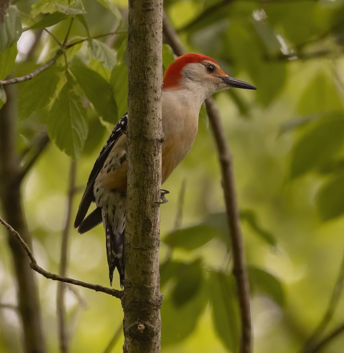 Red-bellied Woodpecker - ML618059377