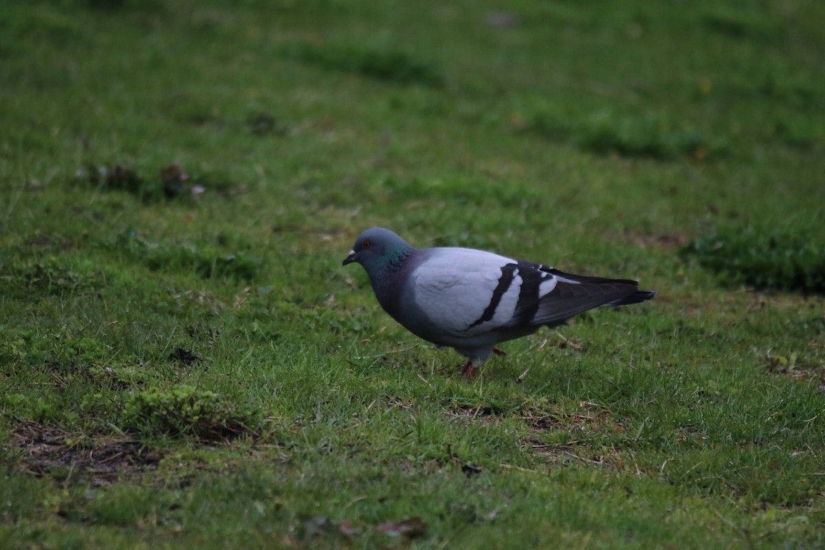 Rock Pigeon (Feral Pigeon) - ML618059382