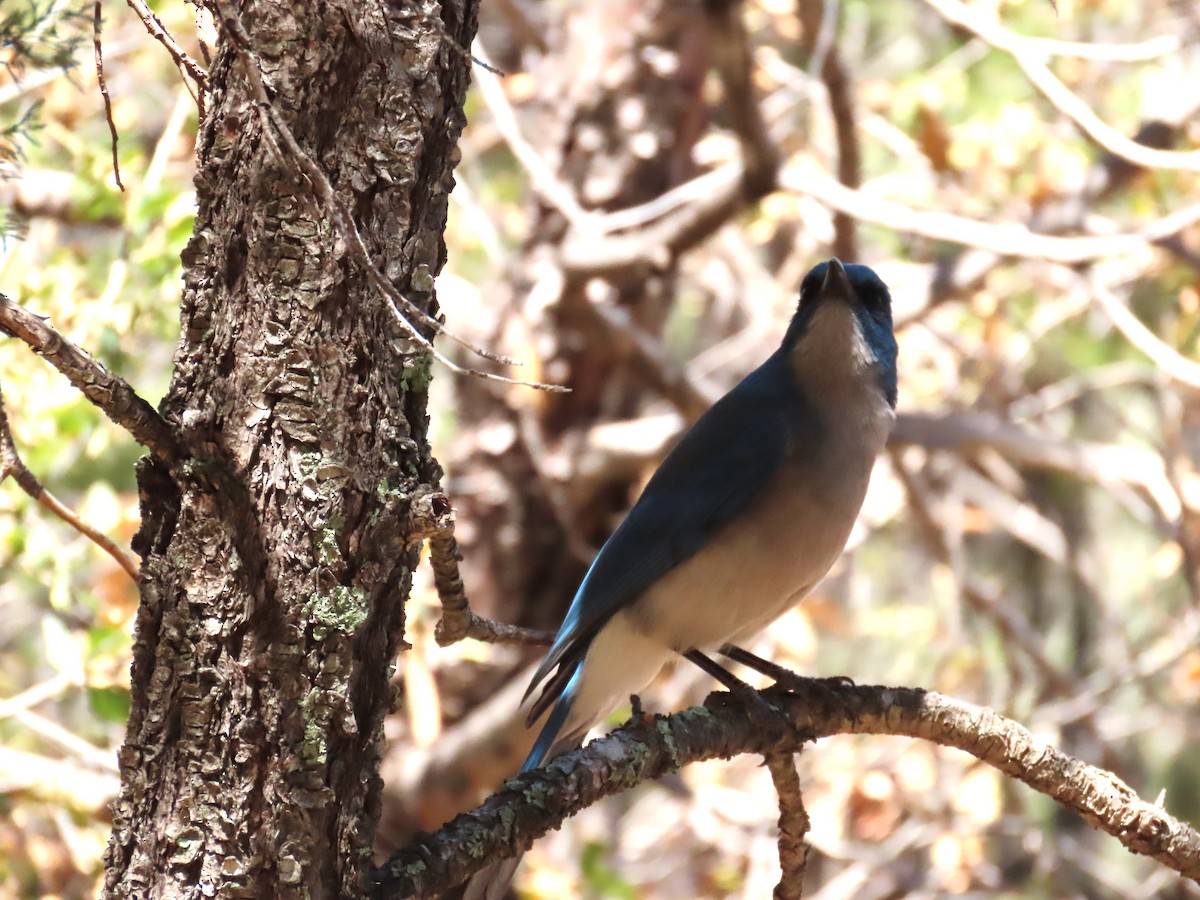 Mexican Jay - ML618059394