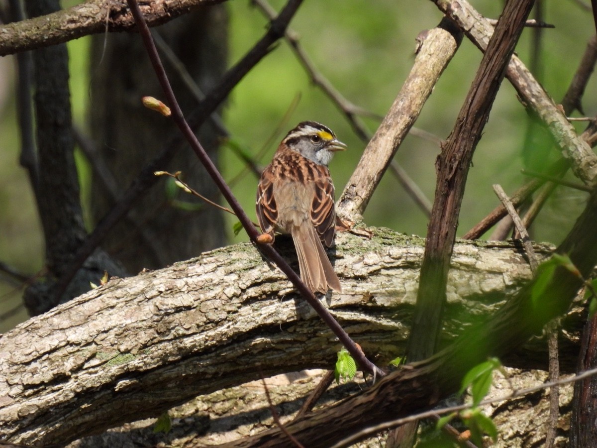 White-throated Sparrow - ML618059395