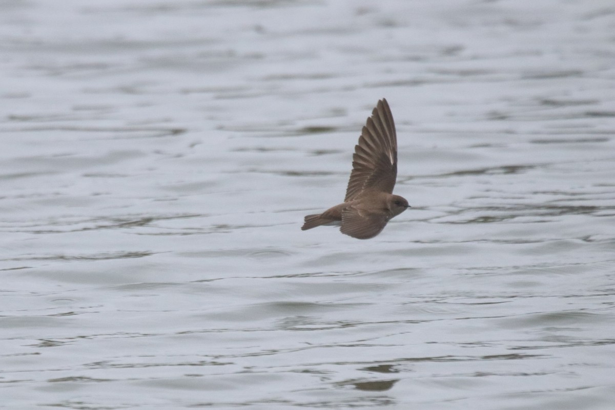Northern Rough-winged Swallow - ML618059408