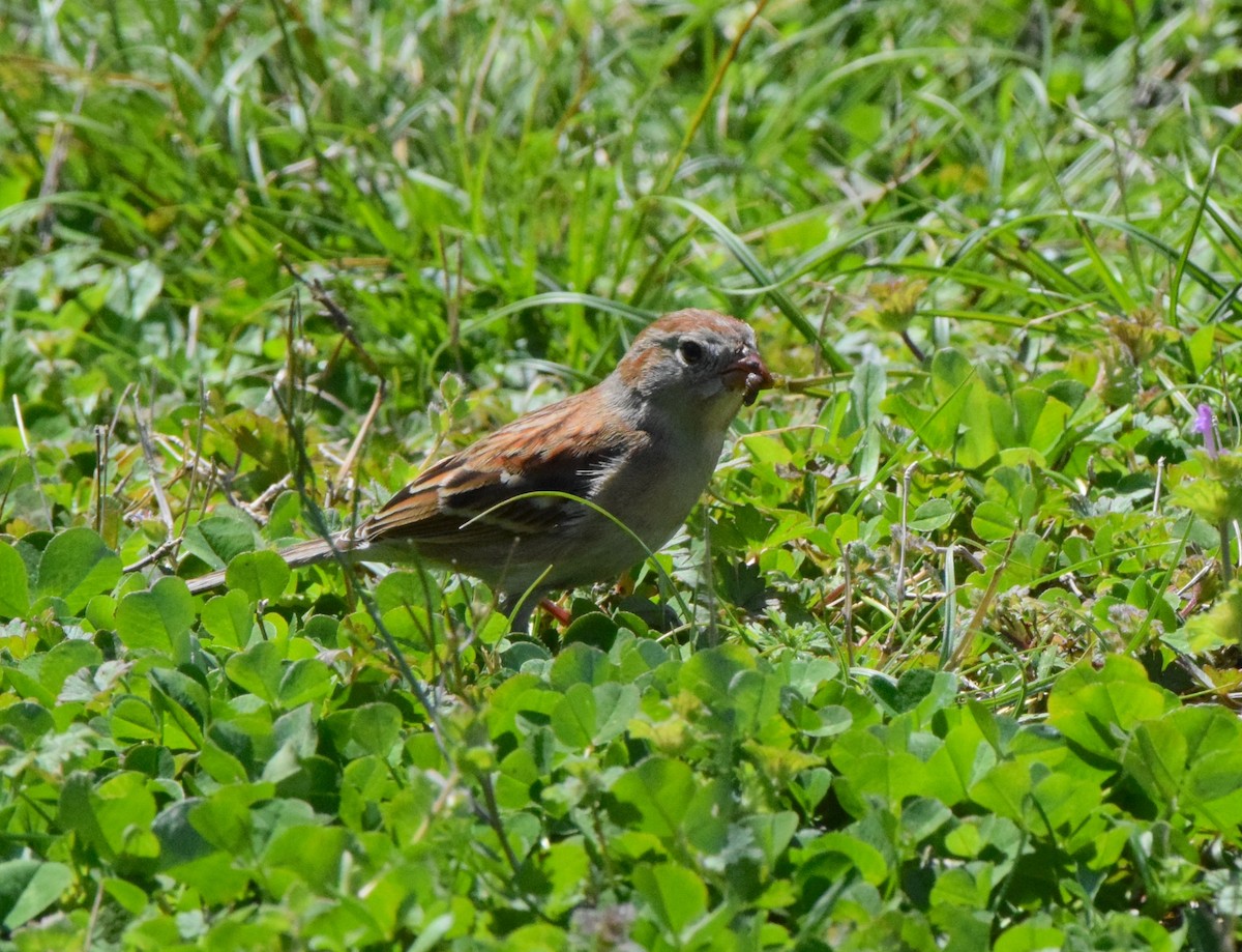 Field Sparrow - ML618059414
