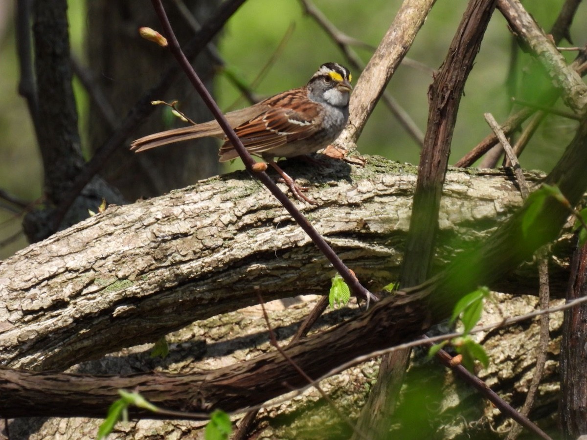 White-throated Sparrow - ML618059431