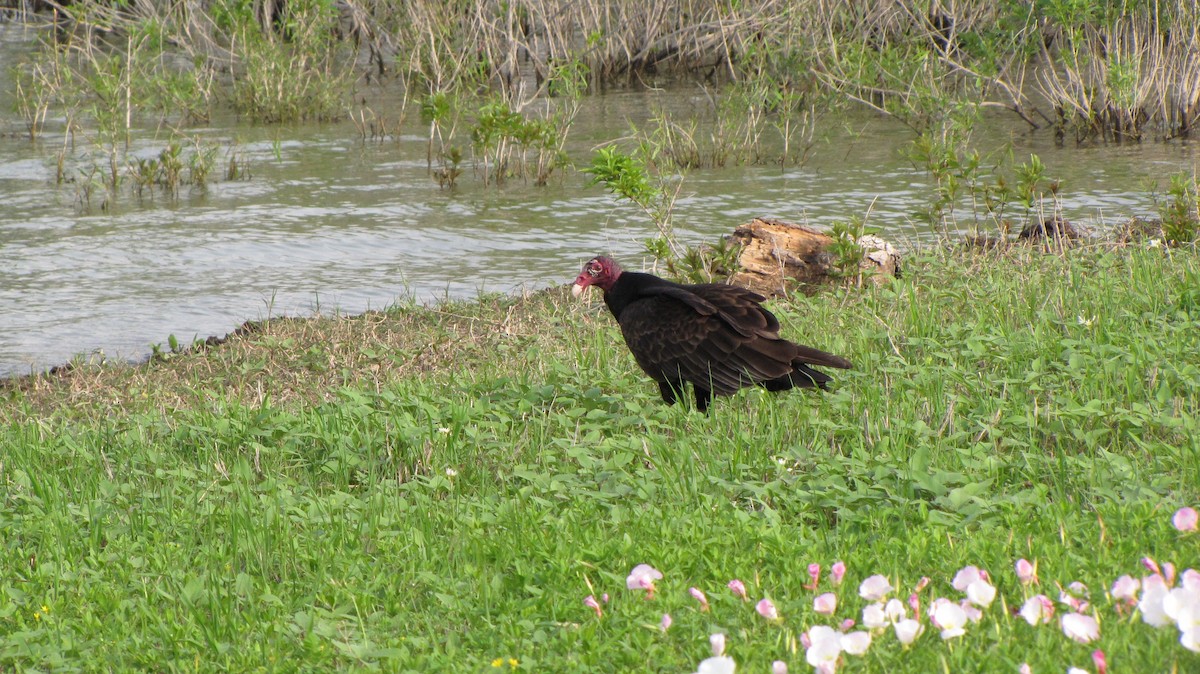Turkey Vulture - Sheila Sawyer