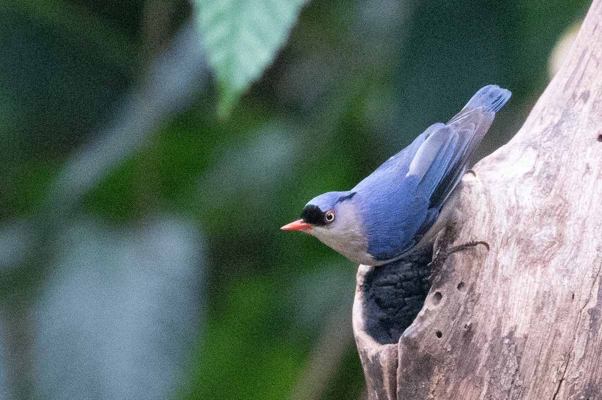 Velvet-fronted Nuthatch - ML618059438