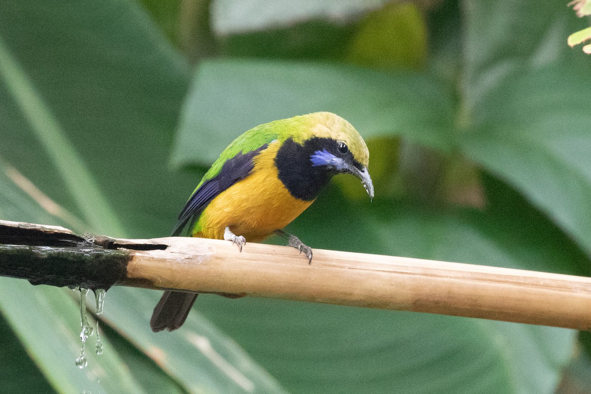 Golden-fronted Leafbird - Xiaoni Xu