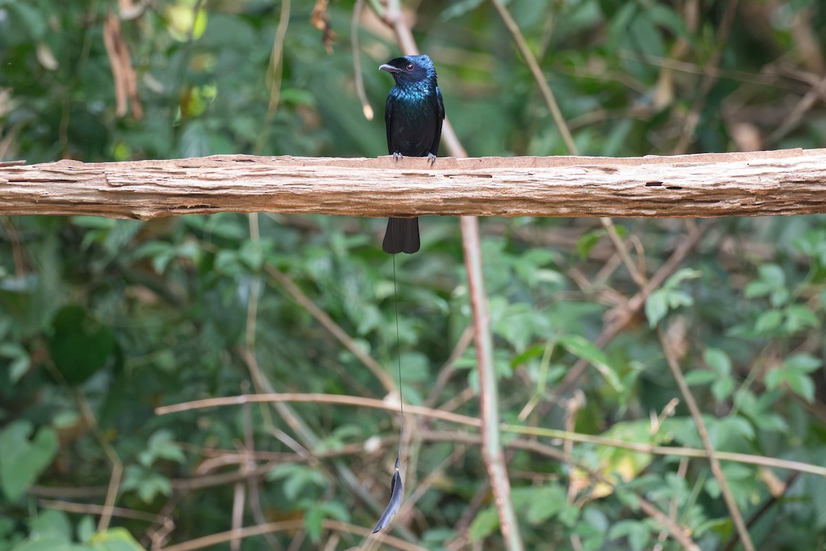 Lesser Racket-tailed Drongo - ML618059471