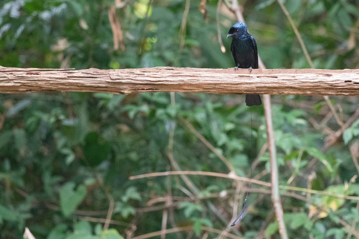 Lesser Racket-tailed Drongo - ML618059472