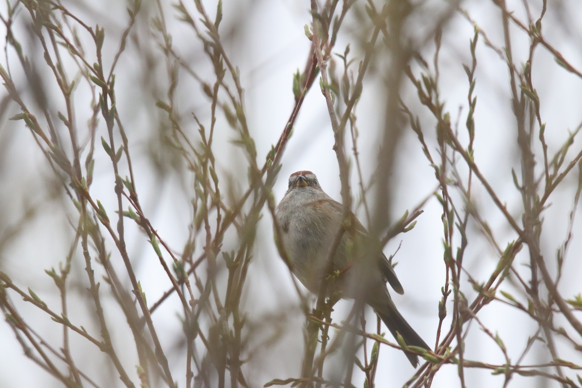 American Tree Sparrow - ML618059508