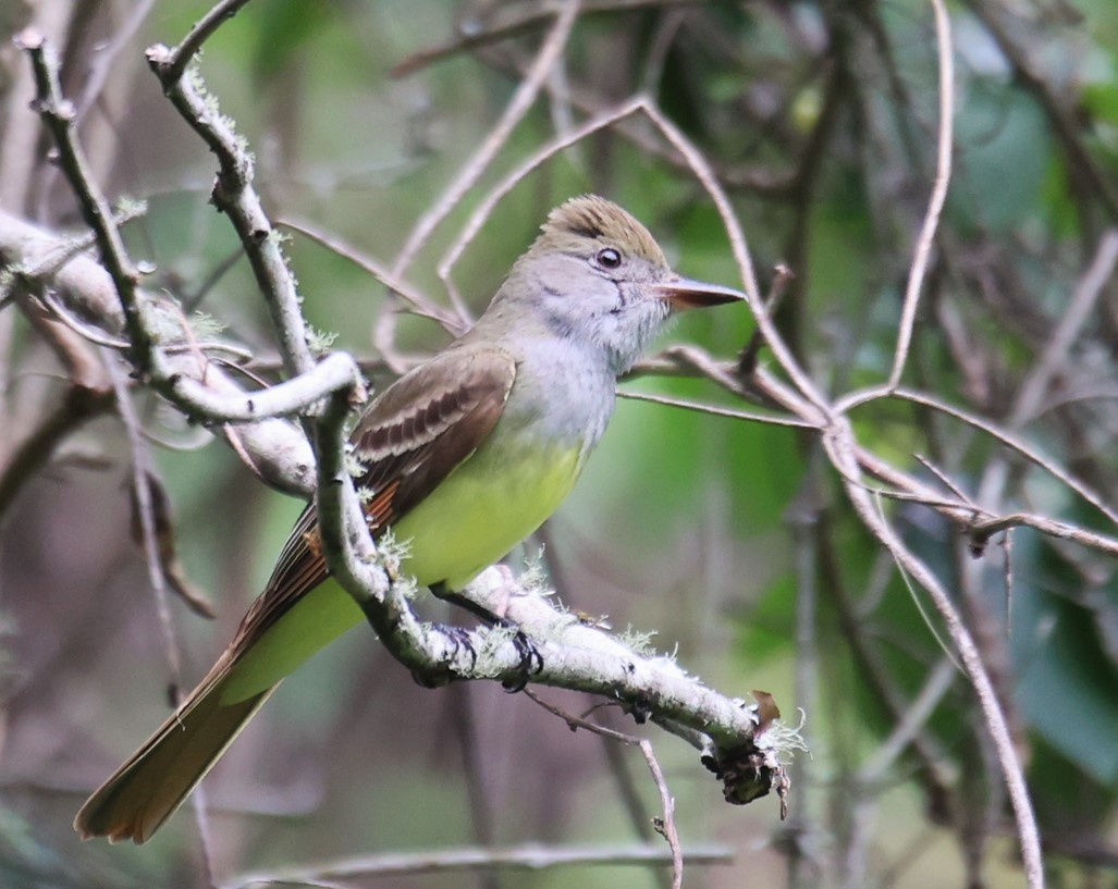 Great Crested Flycatcher - ML618059520