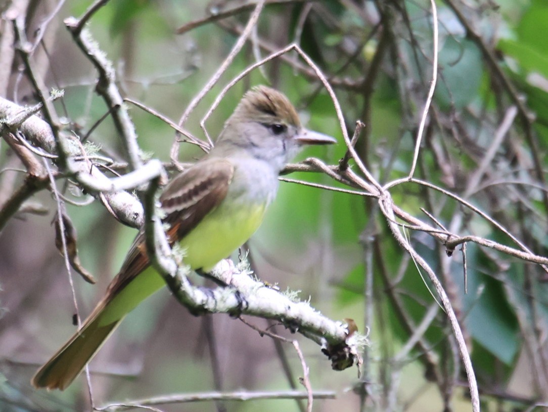 Great Crested Flycatcher - ML618059521