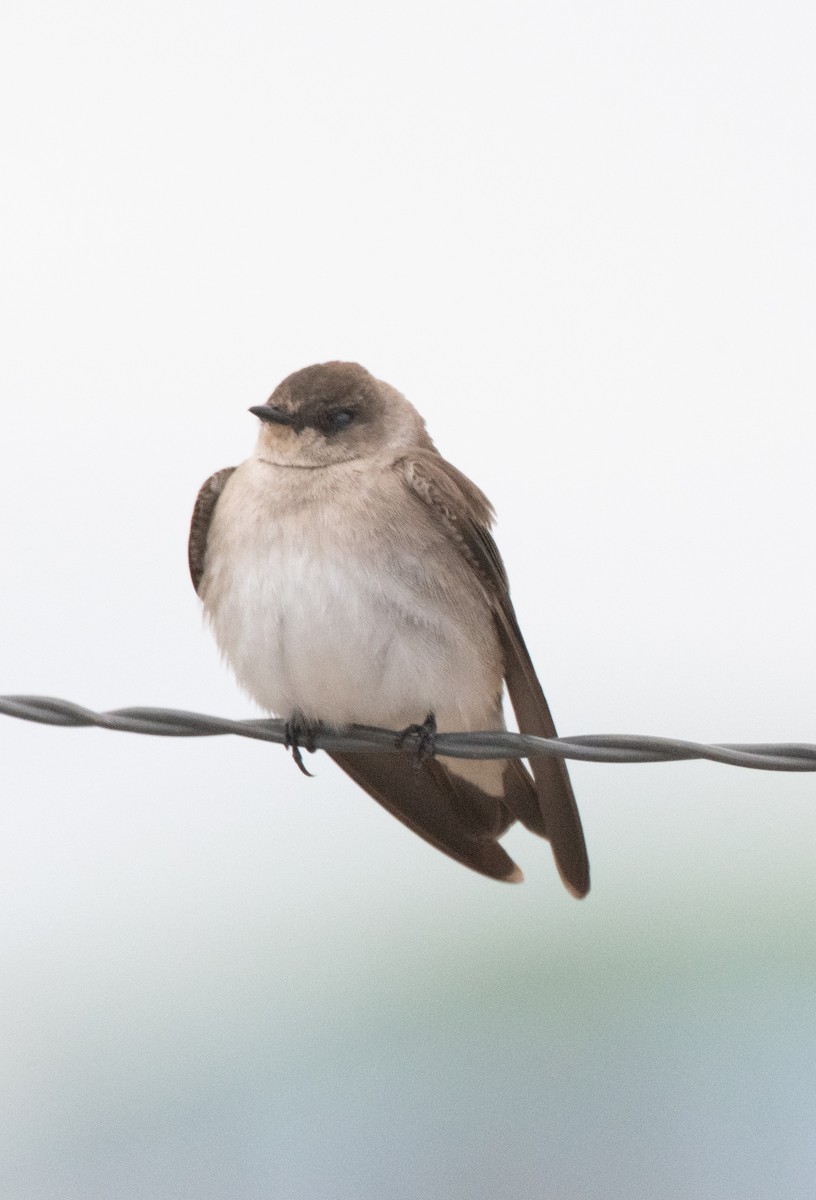 Northern Rough-winged Swallow - Esther Sumner