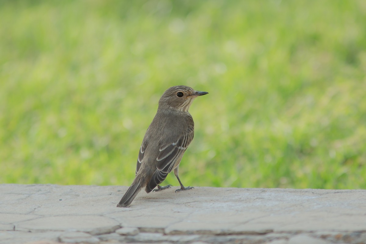 Spotted Flycatcher (Spotted) - ML618059533