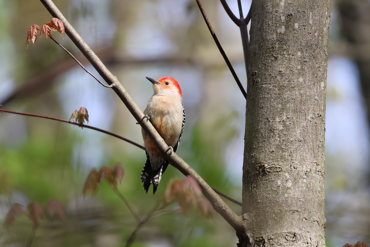 Red-bellied Woodpecker - ML618059535