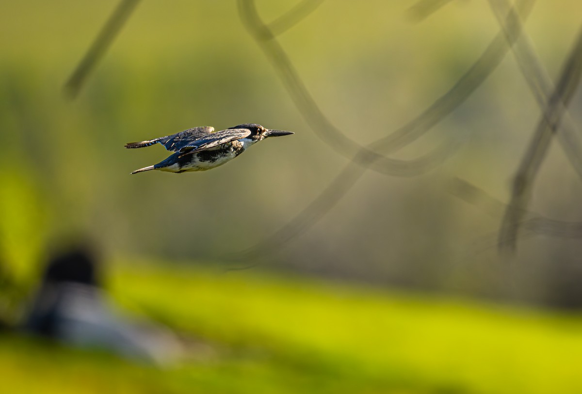 Belted Kingfisher - ML618059548