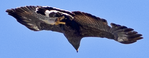 Common Black Hawk - johnny powell