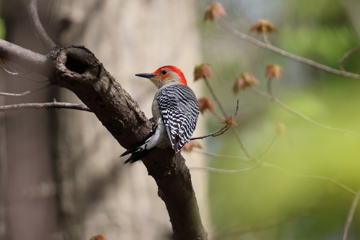 Red-bellied Woodpecker - Janice Farral