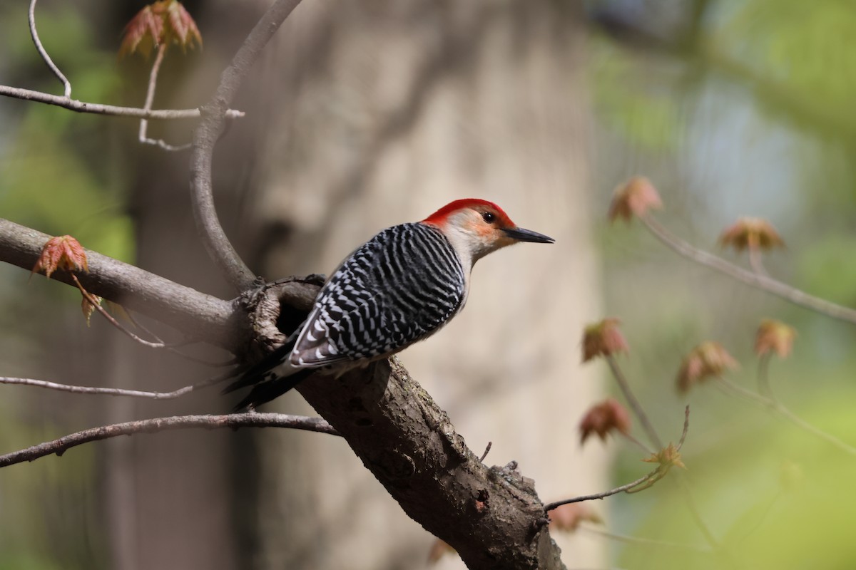 Red-bellied Woodpecker - Janice Farral