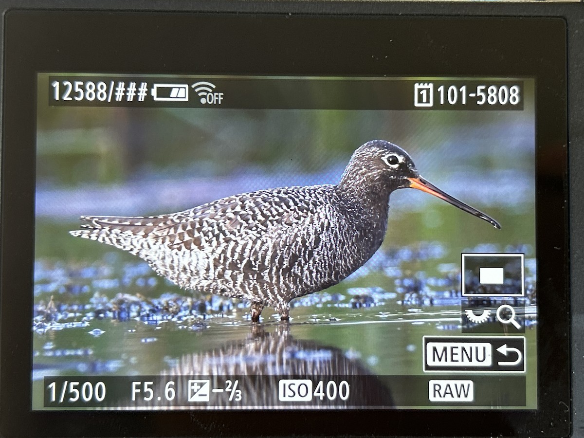 Spotted Redshank - ML618059599