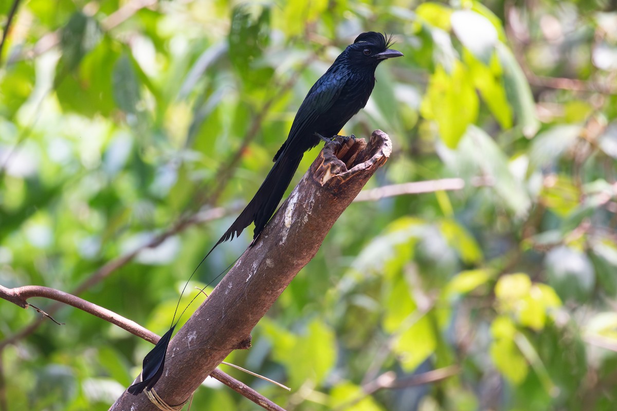 Greater Racket-tailed Drongo - ML618059650