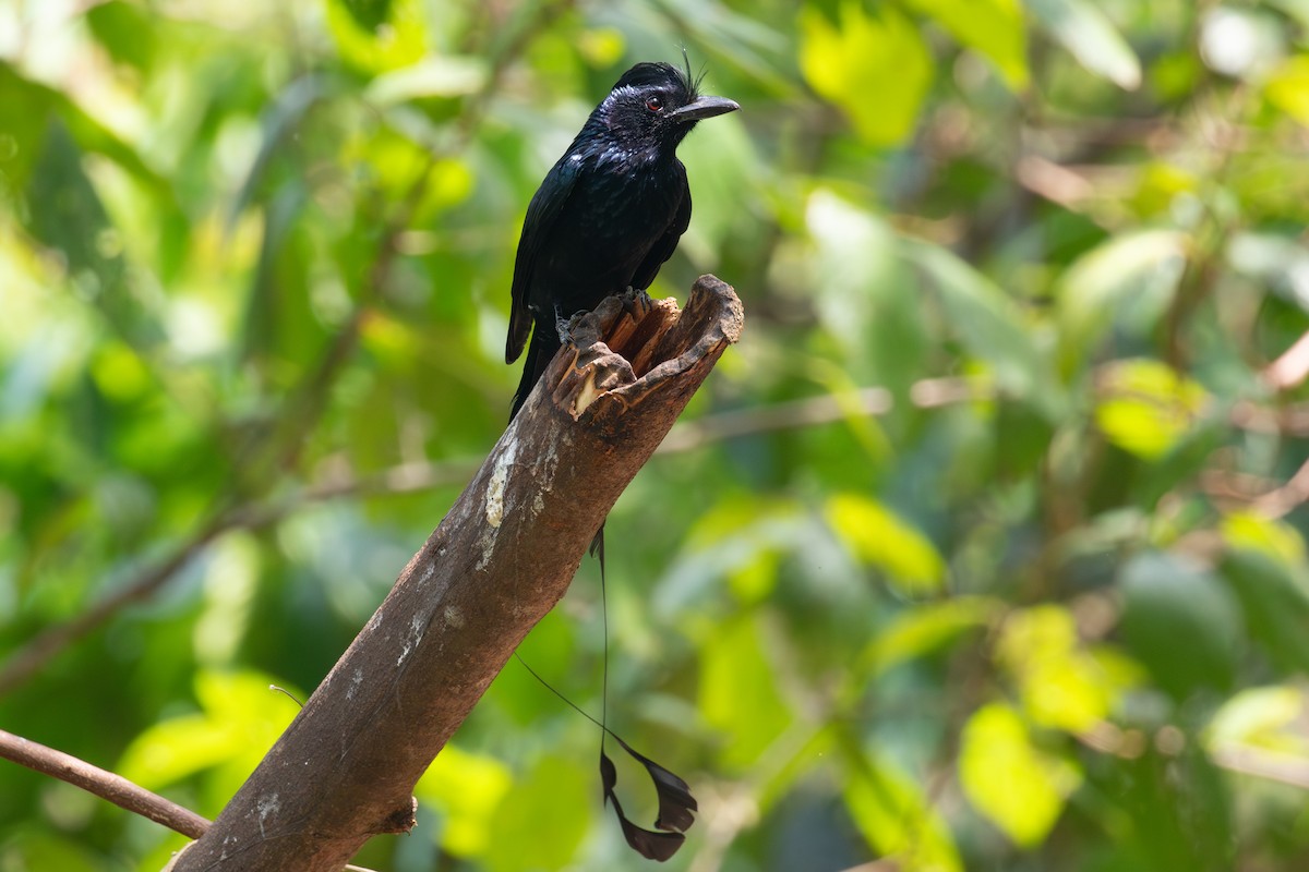 Greater Racket-tailed Drongo - ML618059664
