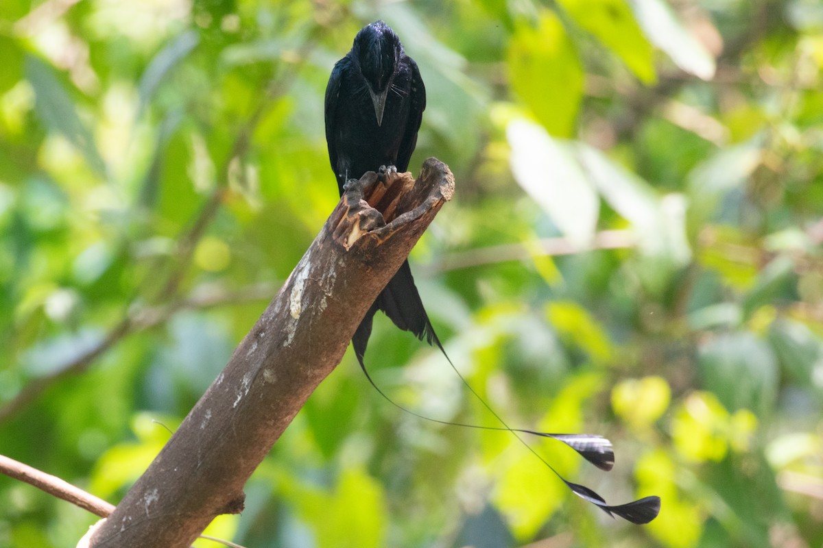 Greater Racket-tailed Drongo - ML618059665