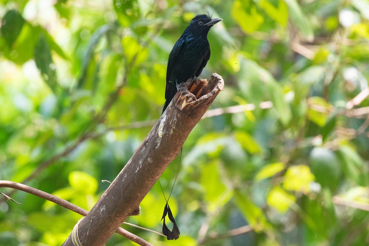 Greater Racket-tailed Drongo - ML618059671