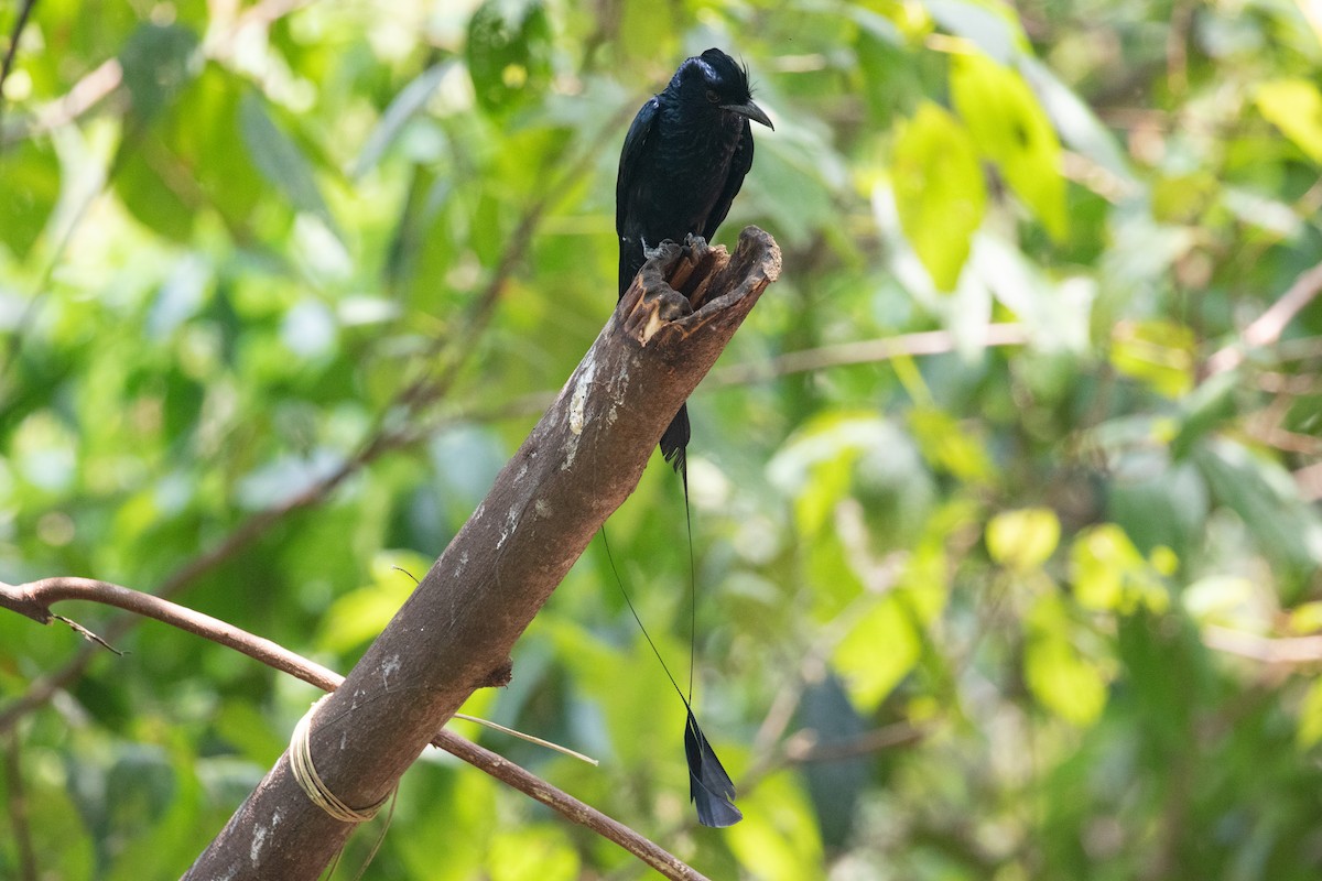 Greater Racket-tailed Drongo - ML618059673