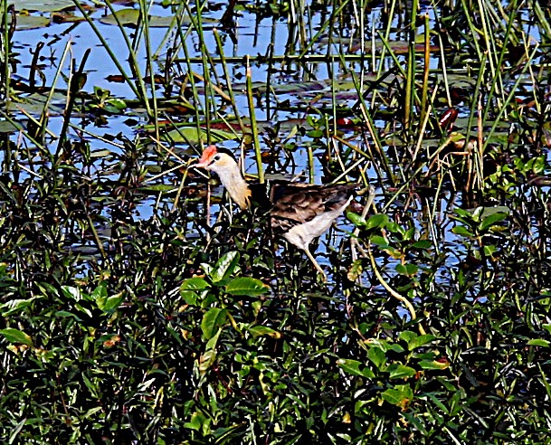 Comb-crested Jacana - Peter Woodall