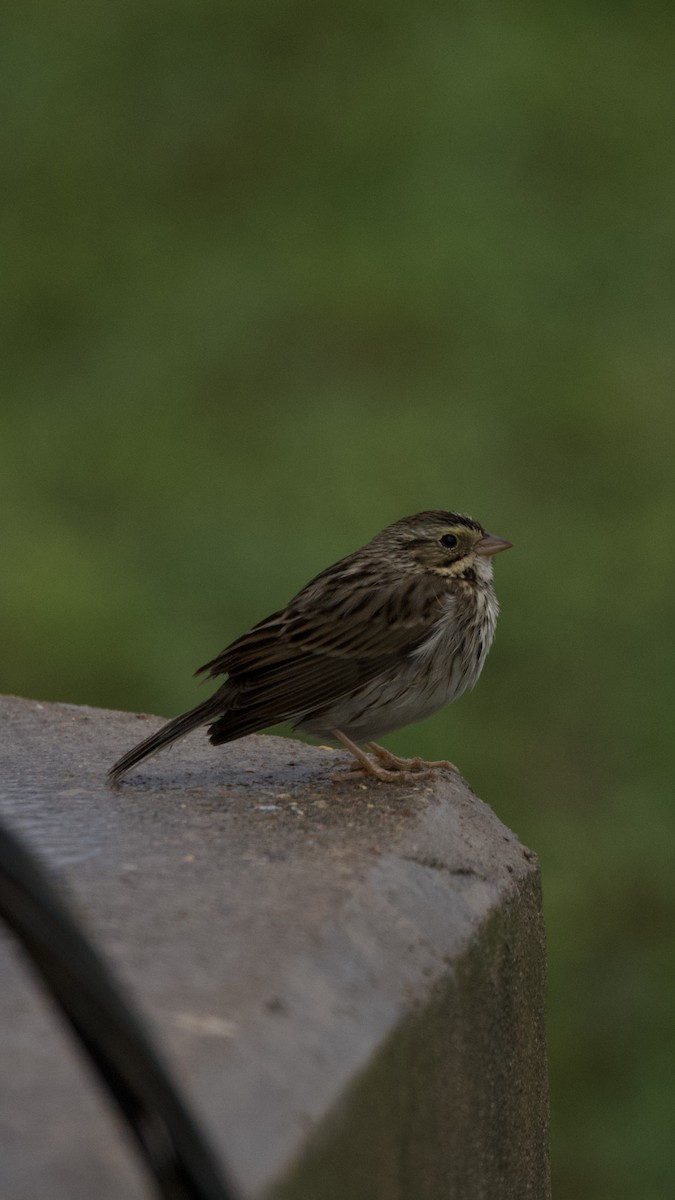 Savannah Sparrow - ML618059697