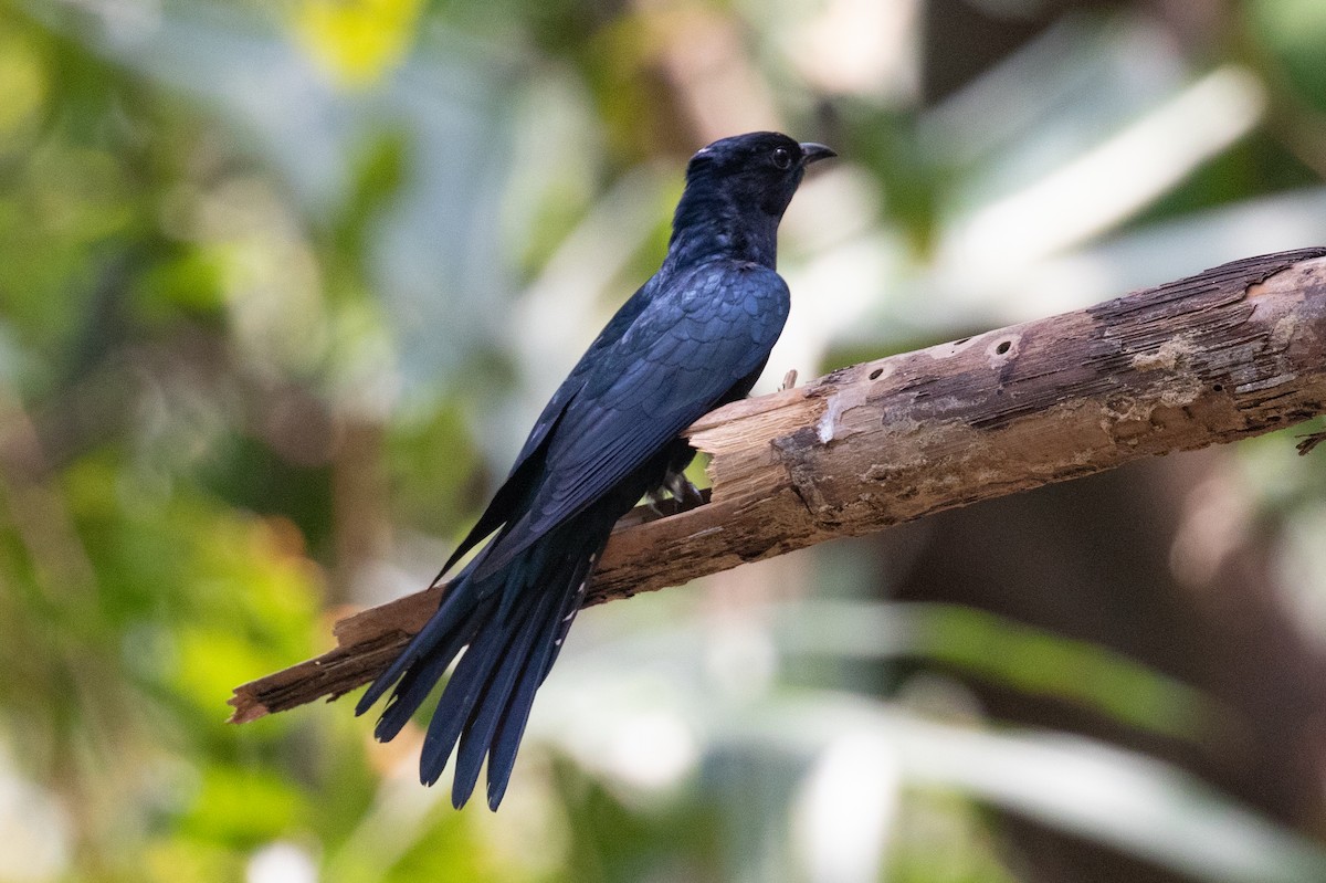 Square-tailed Drongo-Cuckoo - ML618059707