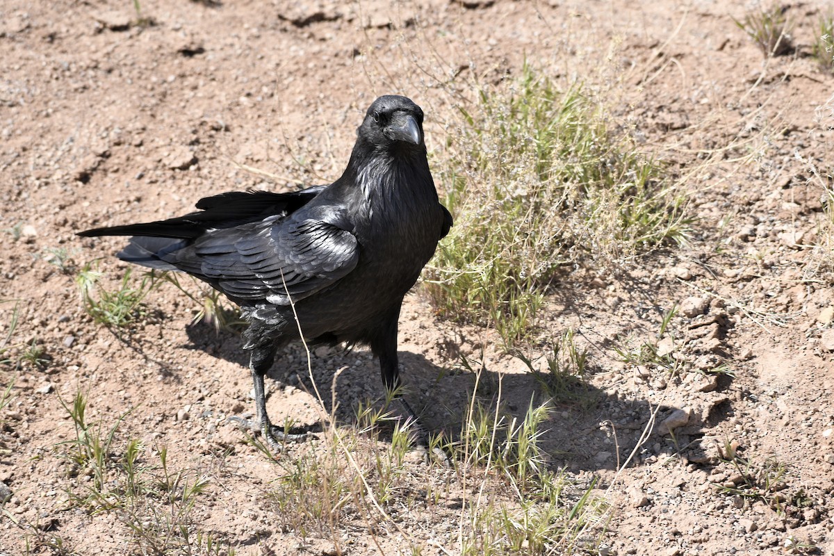Common Raven - ML618059716