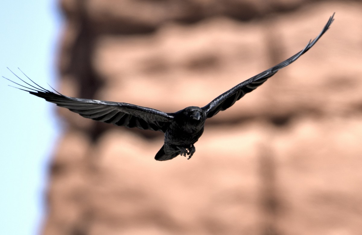Common Raven - ML618059719